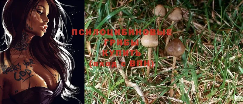 цены   Новоаннинский  Галлюциногенные грибы Cubensis 